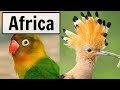 South africa  live bird feeder and wildlife camera