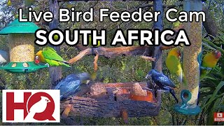 South Africa - LIVE Bird Feeder and Wildlife Camera