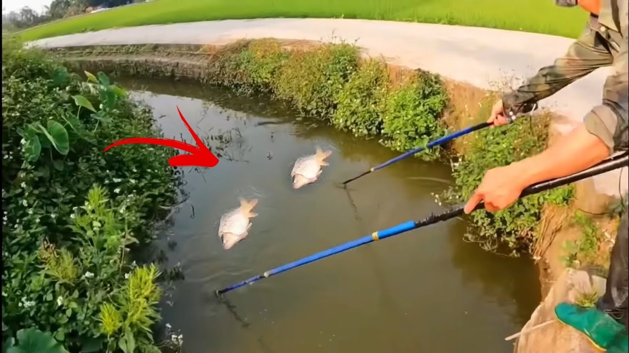 Những Video Săn Bắt Cá Và Sinh Tồn Tuyệt Vời Được Camera Ghi Lại