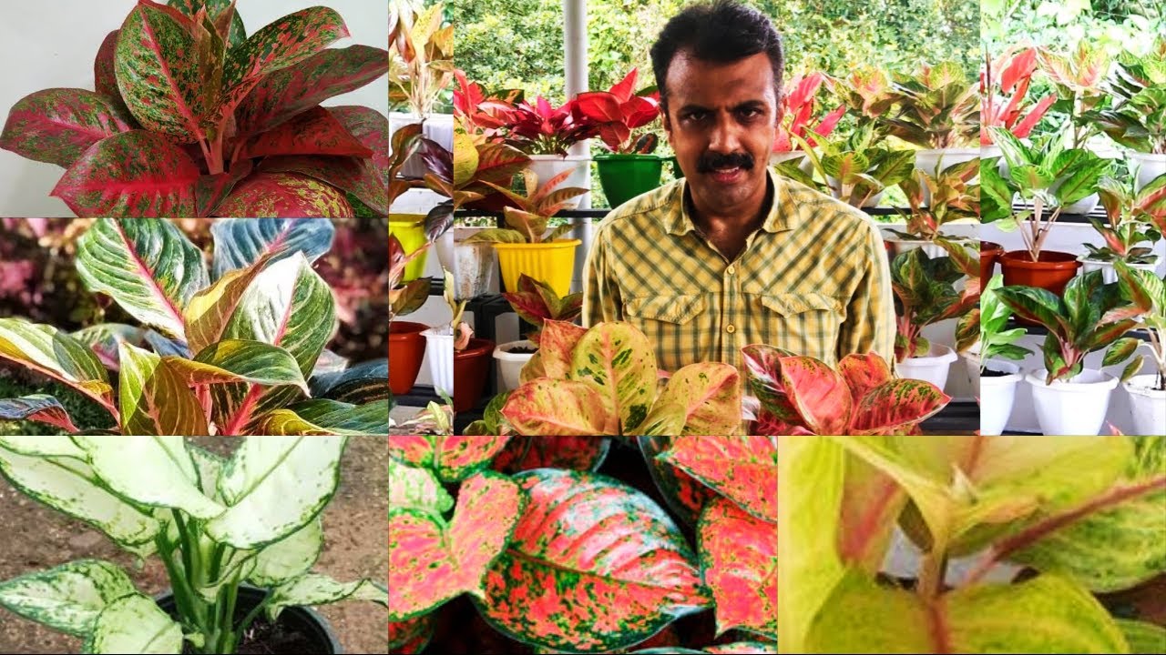 അഗ്ലോണിമ പ്ലാന്റകളുടെ എറണാകുളം ജില്ലയിലെ നല്ലൊരു കളക്ഷൻ II A good collection of aglaonema plants in