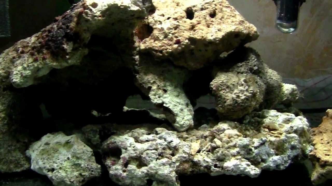 Plafoniere Led Per Nanoreef : Il mio nano reef litri mese di vita in attesa dei led youtube