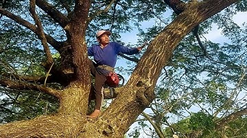 Sawing Tamarind Trees With Stihl ms 382 / Cưa Cây Me Tây  Bằng Máy Stihl ms 382 | T.100