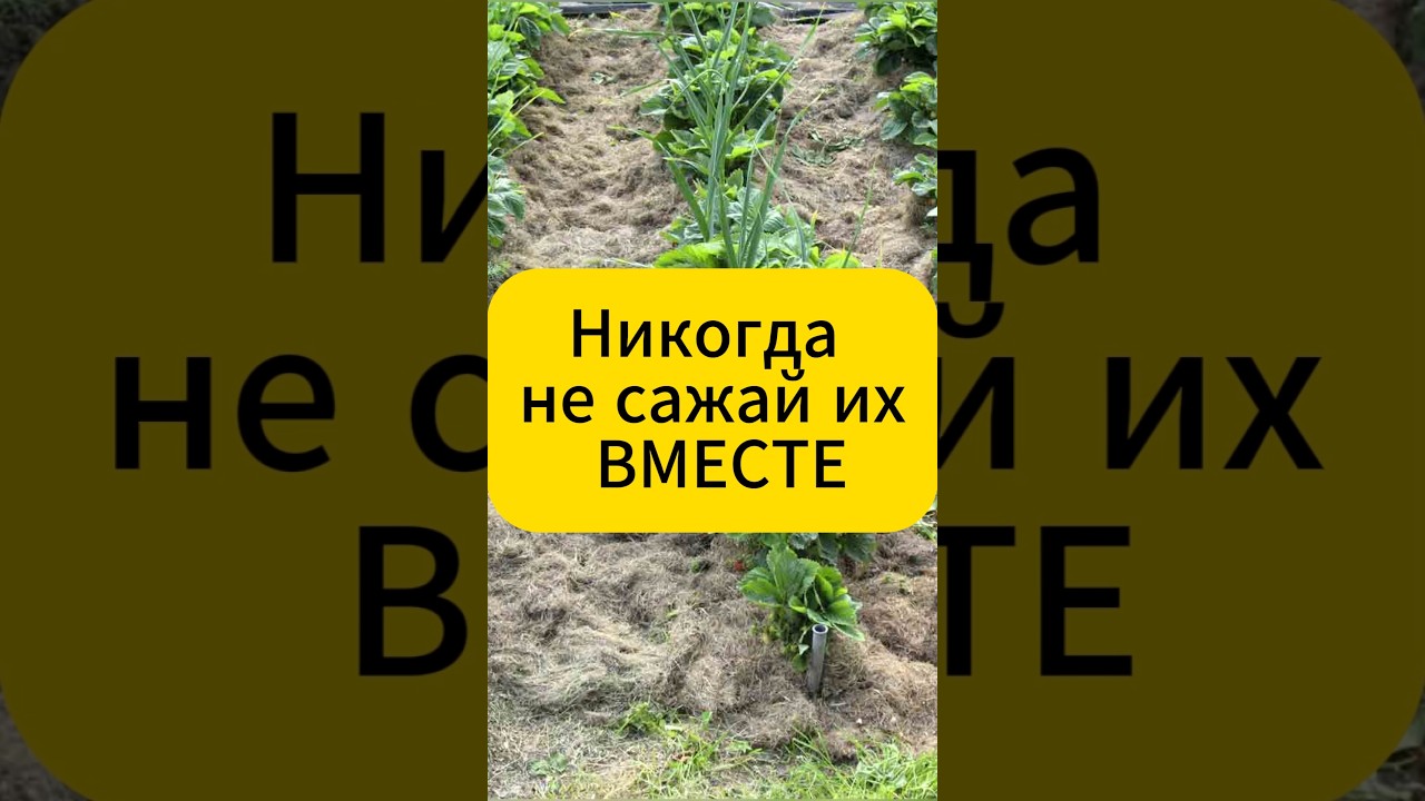 Никогда не сажай эти овощи вместе! #дача #огород #садогород #садоводство #рассада #грядки #овощи