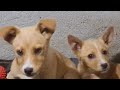 Спасённые щенки ищут дом