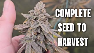 Complete Seed to Harvest With Dry Weight, Spiderfarmer 2x4 Grow Kit & 4 Plants