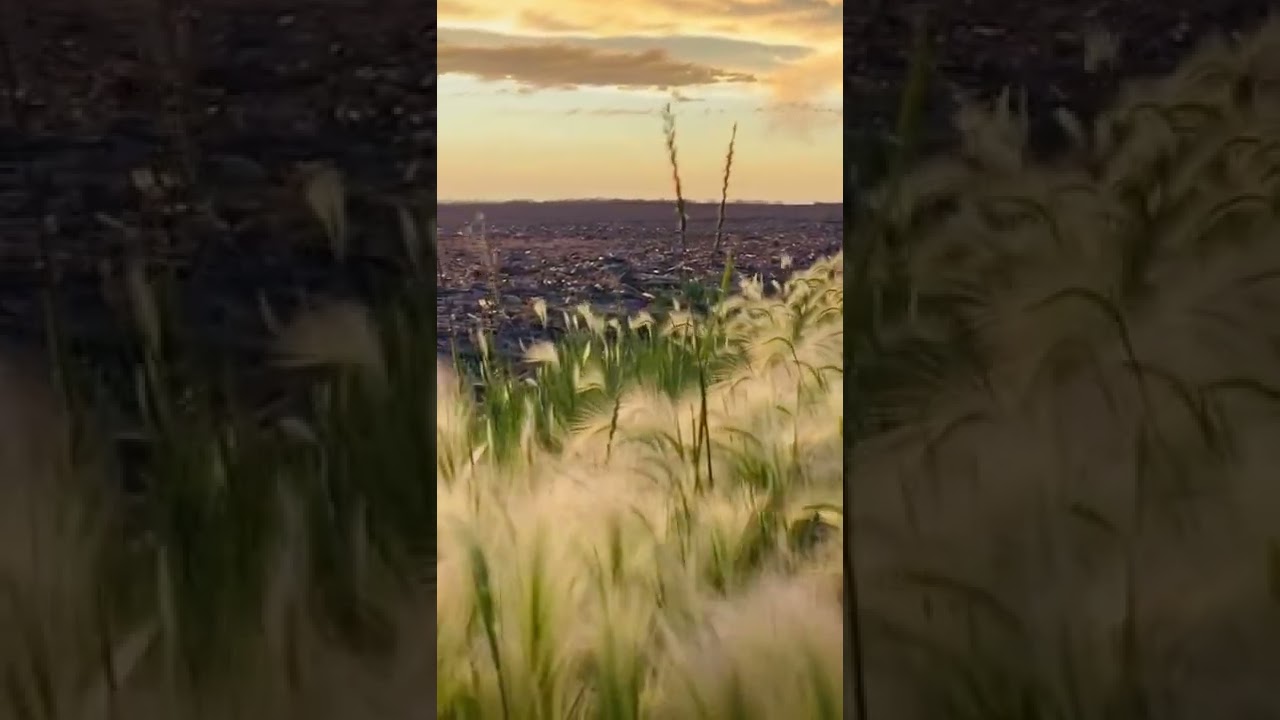 Whispers On The Wind 