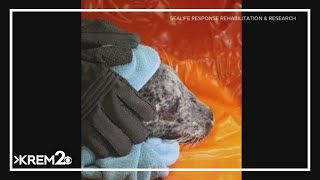 2nd seal found shot in the face in 4 months in Western Washington
