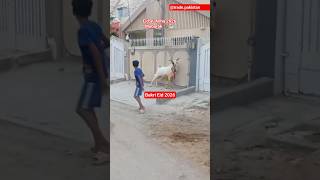 Mubarak #trending #liyari #goat #shujasyed #shortsvideo #viralvideo #mostpopular #onemillionviews 👀🥰