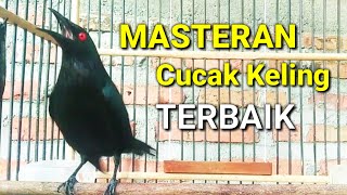 Masteran cucak keling full isian