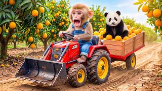 Monkey Drives JCB Tractor to Harvest Ripe Oranges & Rescues a Cute Panda