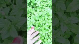 Fresh Mint  #healthy #gardening #Trending #Viral #lifestyle