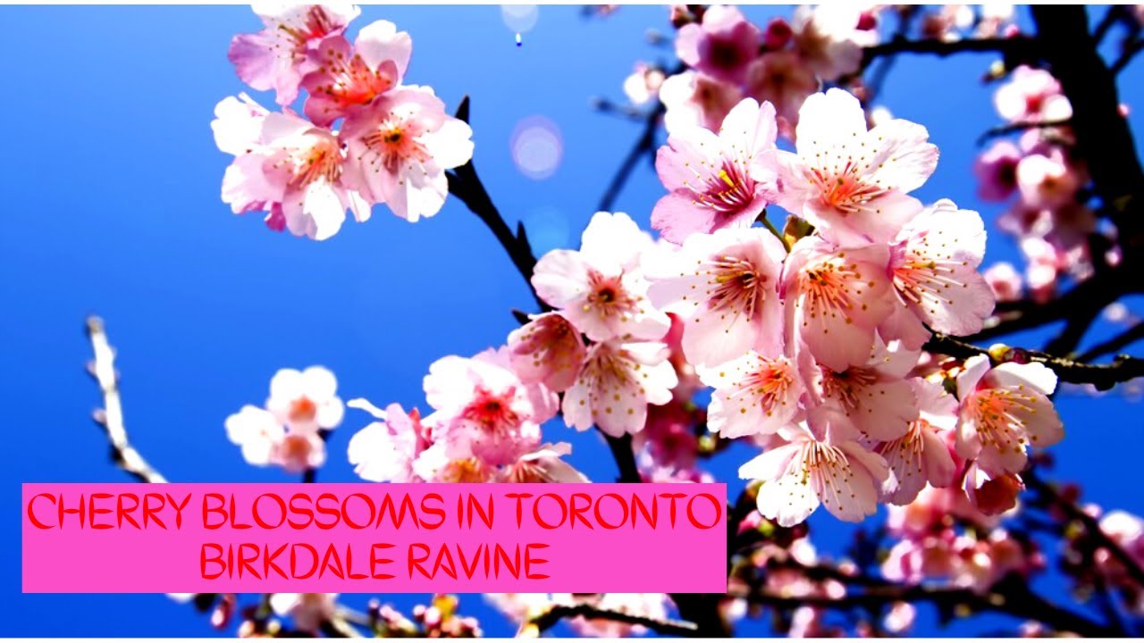 Cherry Blossoms in Toronto Birkdale Ravine in Scarborough Cherry