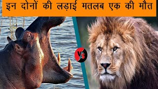 Lion🐅 Attack hippo🦛in Forest - | Wildlife documentary in Hindi | Wildjeev | Discovery Channel 🌎  .