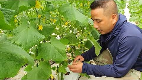 Kỹ Thuật Trồng Và Chăm Sóc Dưa Leo (Dưa Chuột)