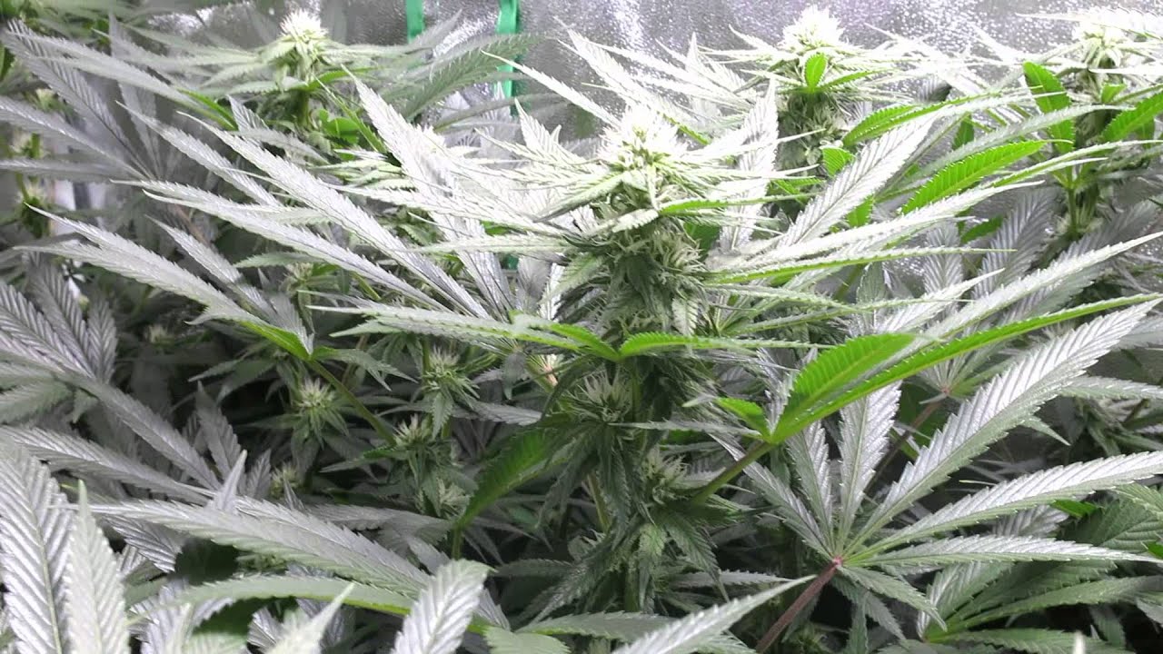 Indoor Cannabis Grow  Chem Dreams Witches Weed day 21