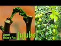 Growing Jujube From Cutting 100% Works