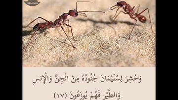 وَحُشِرَ لسليمان جنوده من الجن والانس || سورة النمل || الآية 17_19 || نعمة الحسان