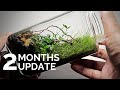 Moss wall terrarium 2 months update