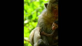#Cutes Babies Monkey, And Daisy's baby# 158