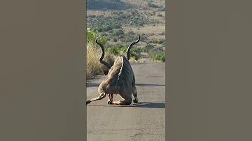 Kudu Survives Lion Attack And Gets Stranded On The Road Shorts Safari Africa 