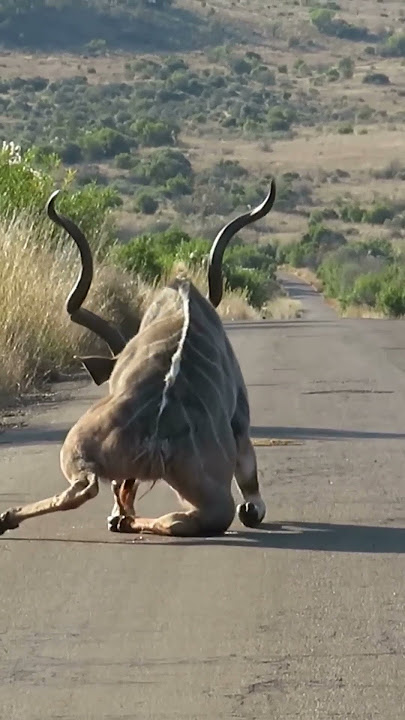 Kudu Survives Lion Attack and Gets Stranded on the Road #shorts #safari #africa