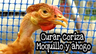 COMO CURAR CORIZA INFECCIOSA, VIRUELA, AHOGO Y MOQUILLO