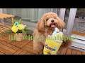 Life with a Maltipoo 🤎💛💚 Weekend vlog ☀️🐾🍋🤎🍃