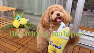 Download lagu Life with a Maltipoo 🤎💛💚 Weekend vlog ☀️🐾🍋🤎🍃