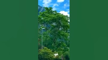 تلاوى خاشعه من القرآن الكريم بصوت الشيخ خالد الجليل