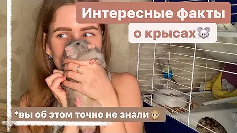 ТОП 16 УДИВИТЕЛЬНЫХ ФАКТОВ О КРЫСАХ О КОТОРЫХ ВЫ НЕ ЗНАЛИ