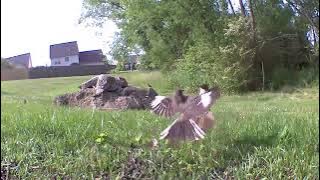 Brown Thrasher and Northern Mockingbird fight