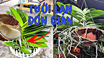 Tưới Nước Vo Gạo Cho Hoa Lan Thế Nào Để Lá Dày Rễ Khoẻ Nhiều Vòi Hoa | Phalaenopsis orchid