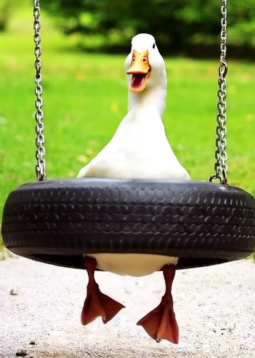 Try not to Laugh ?  #duck #ducklingspro #babyanimal #shortsfeed #birds #babybird #cute #babyduck