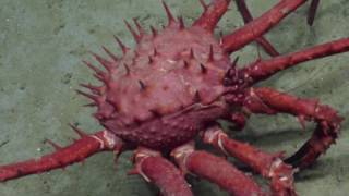 King Crabs | Nautilus Live