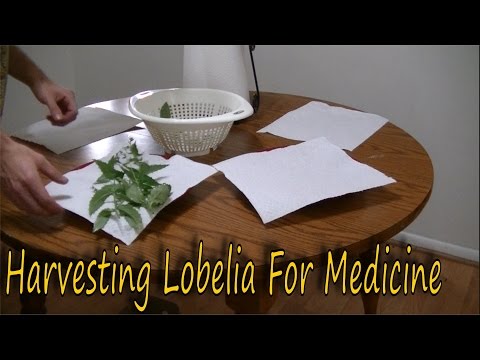 How to Harvest Lobelia
