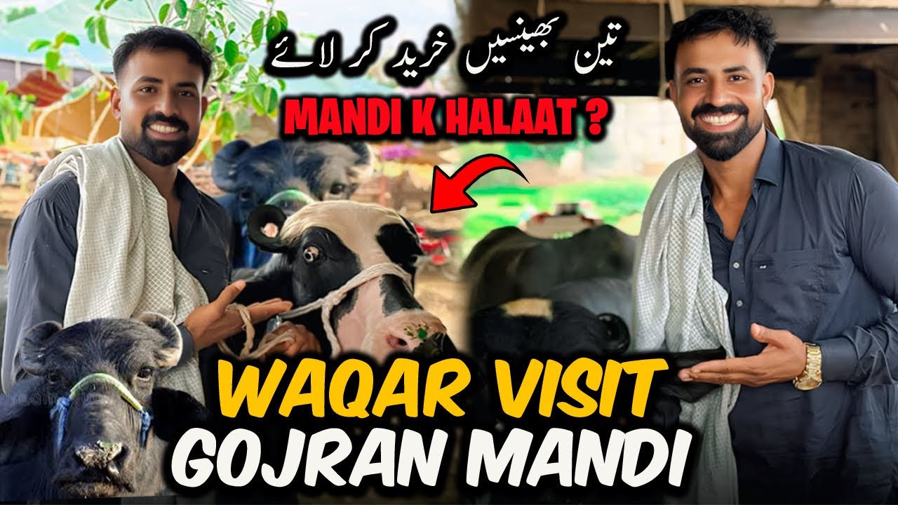Waqar Bhinder Visit Gojran Buffalo Mandi 🐃 | Mandi k Halaat ? | آج تین بھینسیں خرید کر لائے