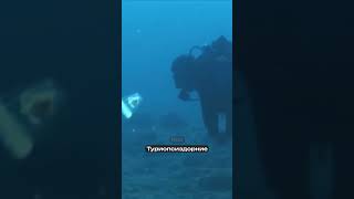 Бессмертное существо найдено!?