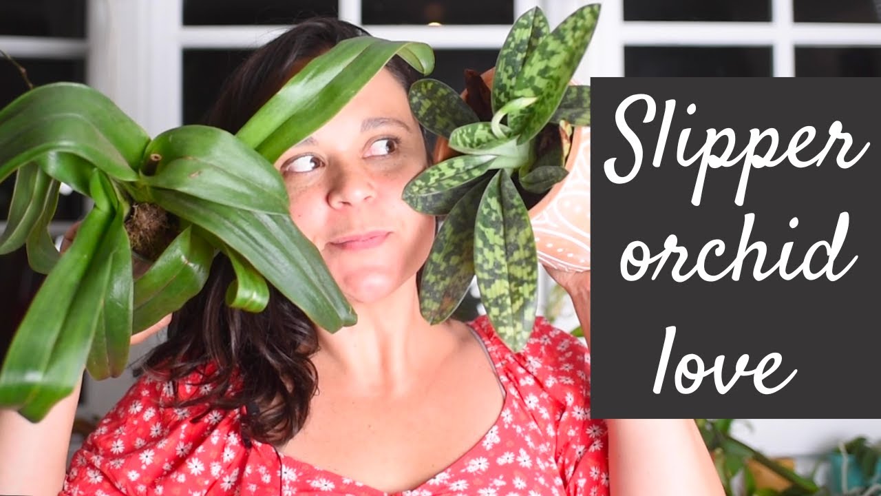 Advantages of Growing Paphiopedilum Orchids | Mottled vs. Green Leaves