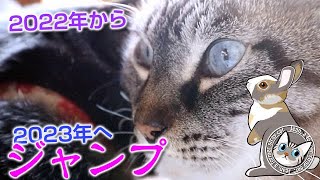 ジャンポンさようなら2022年こんにちは2023年【Jean & Pont 3078】2022/12/29　保護猫ジャンけんポン