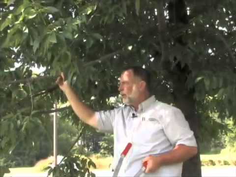 Pruning Low Limbs on a Tree