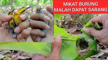MIKAT BURUNG PREJAK ATAS DAPAT SOGON PROSPEK