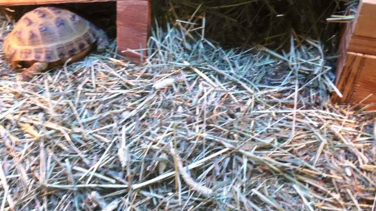 tortoise hay bedding