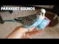 Parakeet sounds - Parakeet mirror [Cookie]