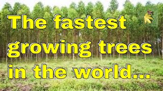 The fastest growing trees in the world...but...!