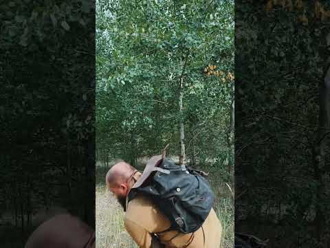 Енот развальцованный - хитрейшее животное