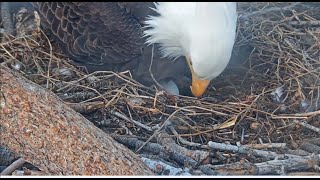 Big Bear Eagles ~ Sad News! The Chick That Was Hatching Did Not Survive 💔 Message From FOBBV 3.19.21