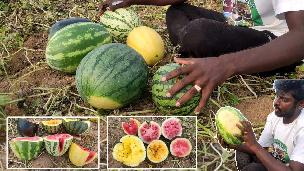 Watermelon Variance Watermelon Variances | ஆறு வகையான தர்பூசணிகள் | - YouTube