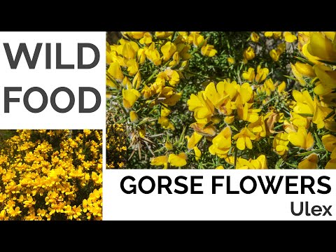 Videó: Mi az a gorsebokor: Információk a virágzó torkoscserjékről