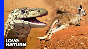 World’s Deadliest Predators: Perentie Monitor Lizard, Jaguar, Cheetah