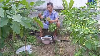 Memetik sayur dan menyiram tanaman dikebun pekarangan rumah 